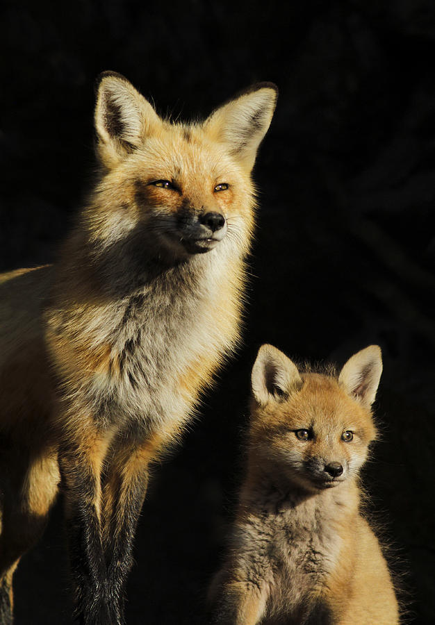 Animal Photograph - Family Portrait by Mircea Costina Photography