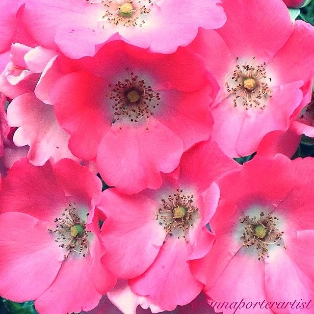 Rose Photograph - Trellis Pinks by Anna Porter