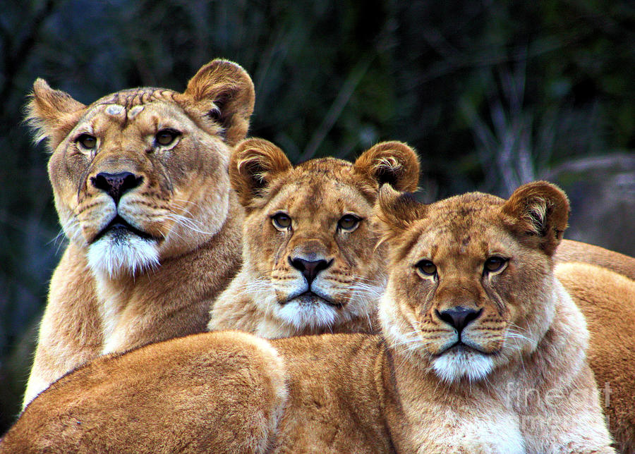 Family Pride Photograph by Nick Gustafson