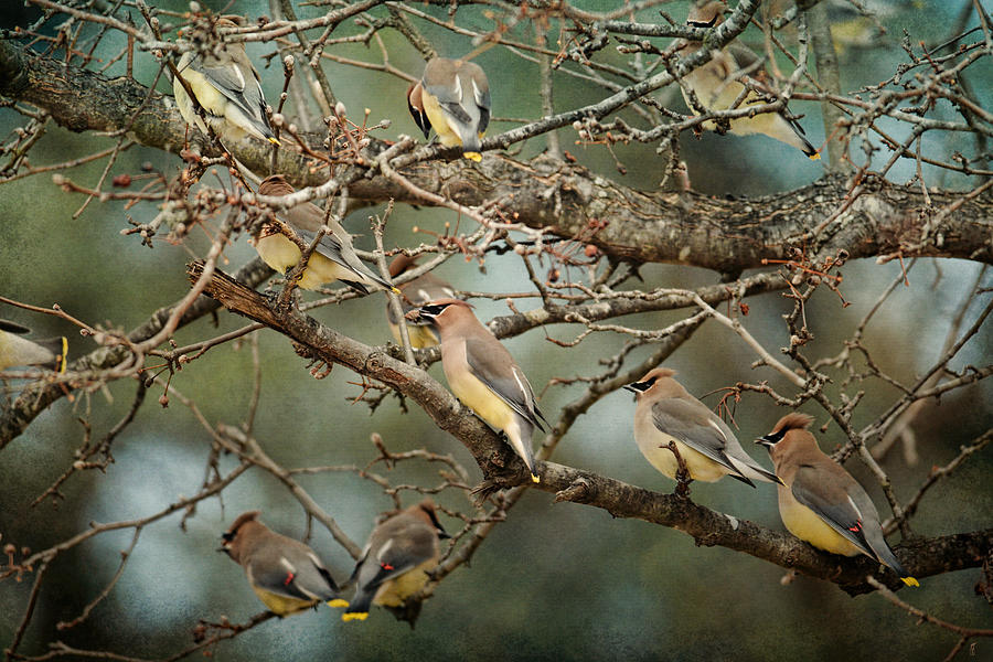 Bird Photograph - Family Reunion - Cedar Waxwings by Jai Johnson
