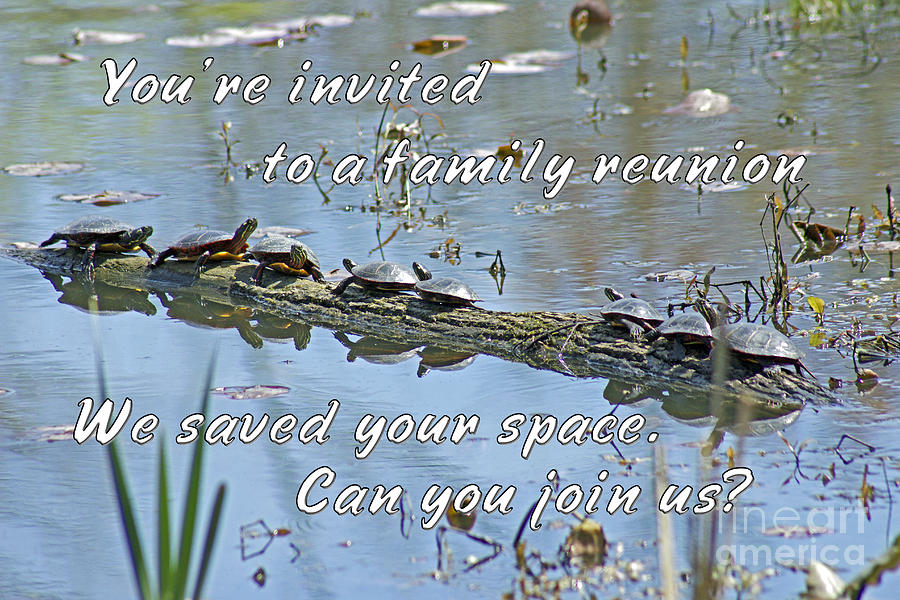 Family Reunion Invitation Greeting - Turtles Photograph by Carol Senske