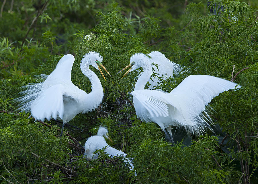 Family Squabble Photograph By Sean Allen