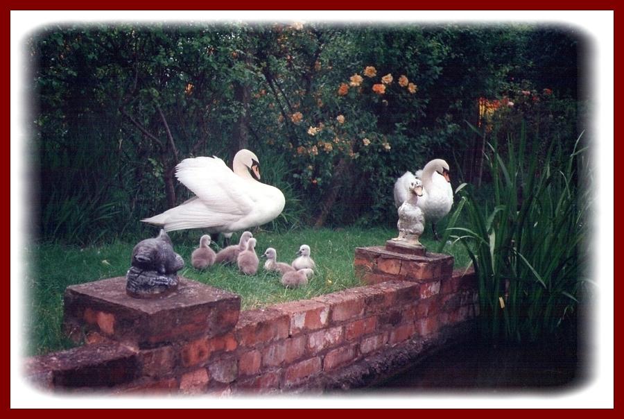 Landscape Photograph - Family Swan by Geoff Cooper