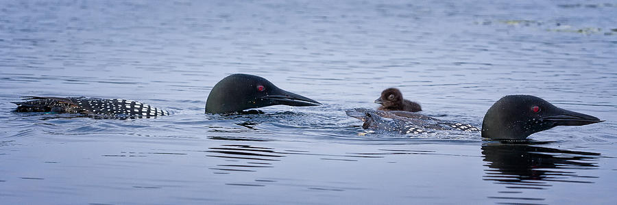Family Swim Photograph by Jeff Sinon