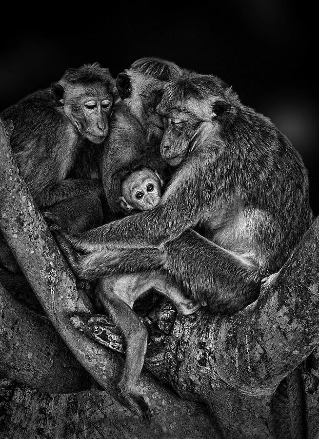 Monkey Photograph - Family by Tharaka Deepal