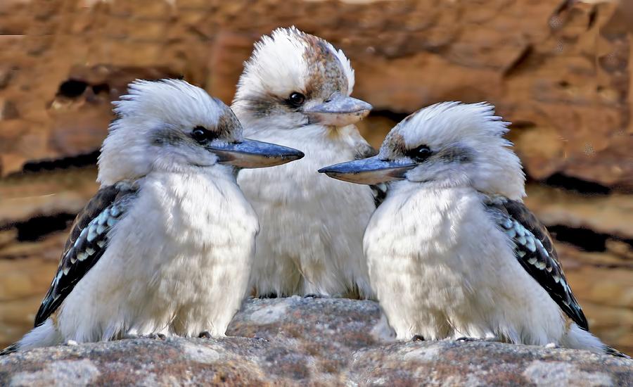 Kingfisher Photograph - Family Ties - Kookaburra Style by David Rich