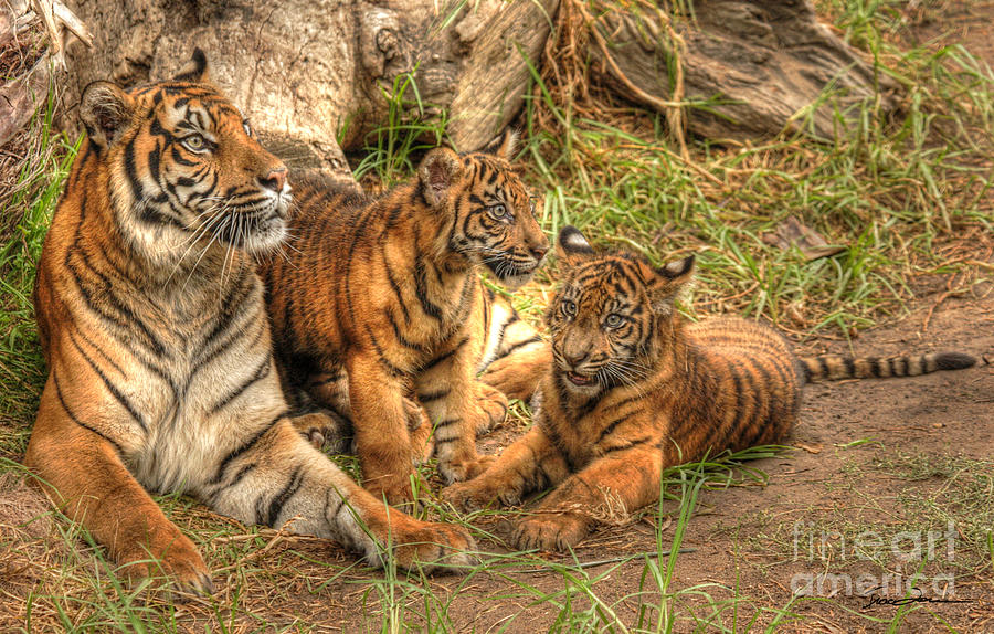 Tiger Family Photograph