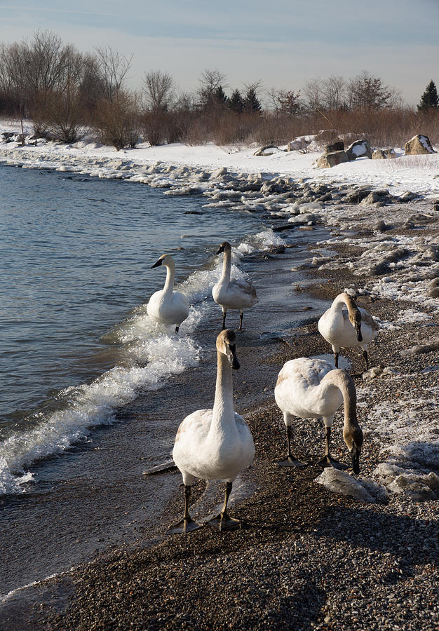 Family Walk on the Beach - Wild Trumpeter Swans Lake Ontario Toronto Photograph by Georgia Mizuleva