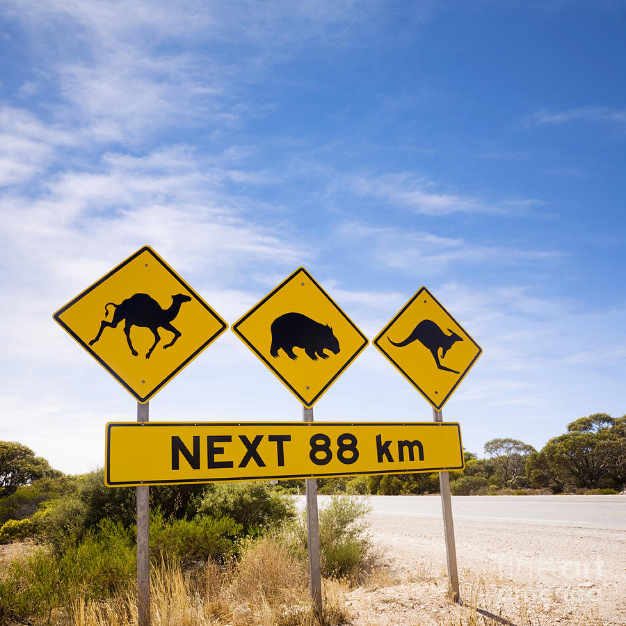 Camel Photograph - Famous Australian Sign Camels Wombats Kangaroos by Colin and Linda McKie