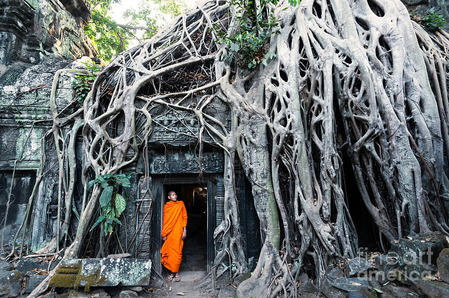 Jungle Photograph - Famous big tree inside Ta Phrom temple - Angkor - Cambodia by Matteo Colombo