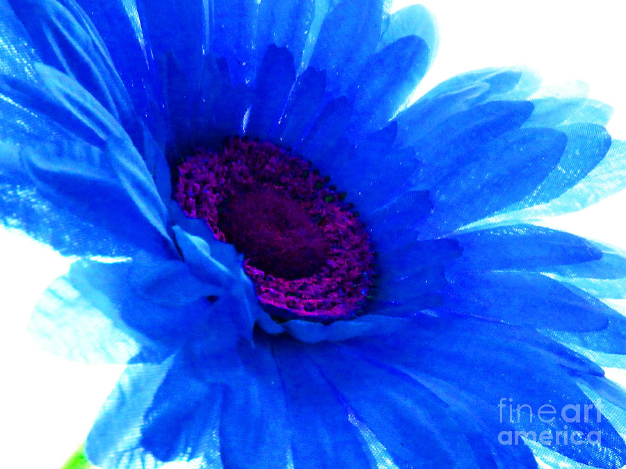 Famous Blue Daisy Photograph By Tina M Wenger