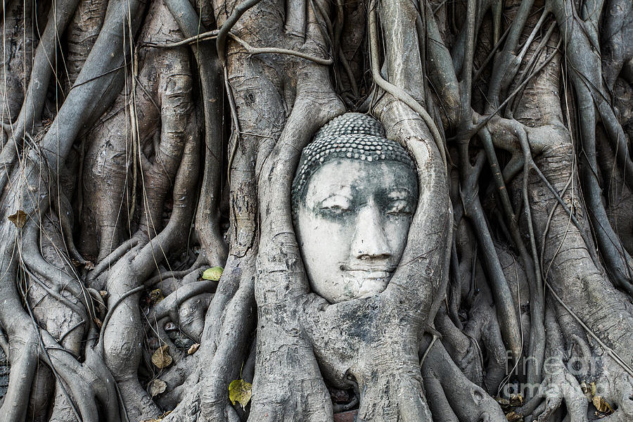 Famous Buddha head entwined in tree roots - Ayutthaya - Thailand Photograph by Matteo Colombo