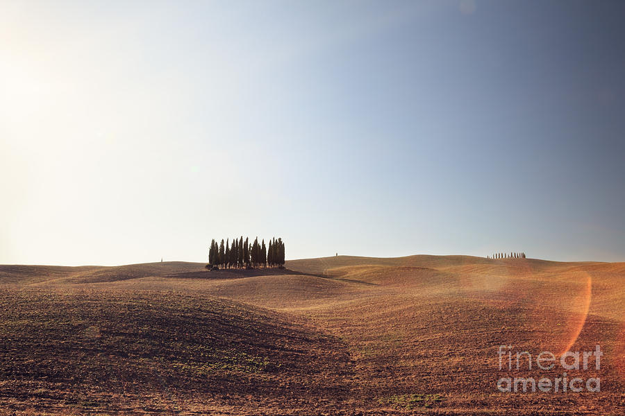 Famous cypress grove in Tuscany Photograph by Matteo Colombo