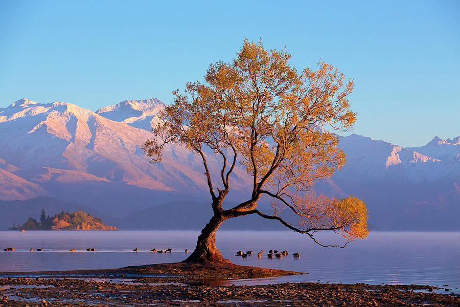 Famous Wanaka Lake Tree In New Zealand Photograph by Evgeny Vasenev
