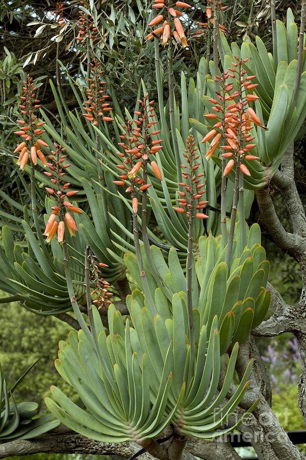 Fan Aloe Aloe Plicatilis Photograph By Bob Gibbons 3804