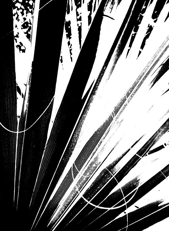 Fan Frond Abstract Photograph by Ginny Schmidt