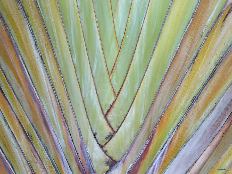 Fan Palm Abstract 1 Photograph by Duane McCullough