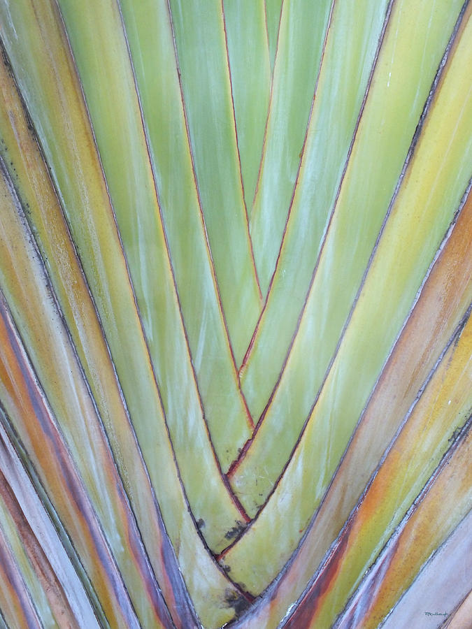 Fan Palm Abstract 2 Photograph by Duane McCullough