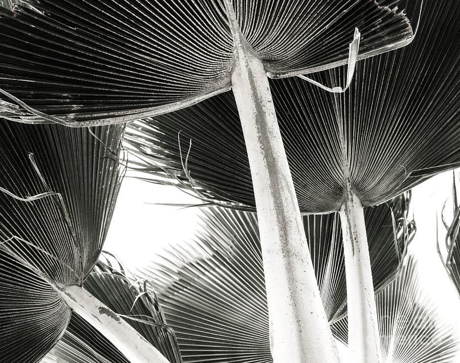 Tree Photograph - Fan Palm by Lisa Cortez