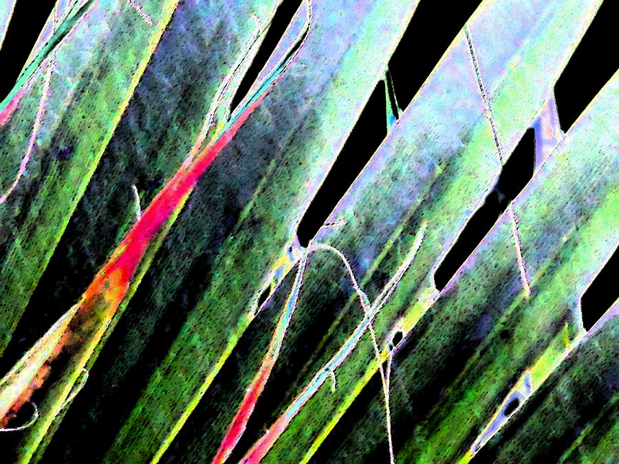 Fan Palm On Wet Day Digital Art by Eric Forster