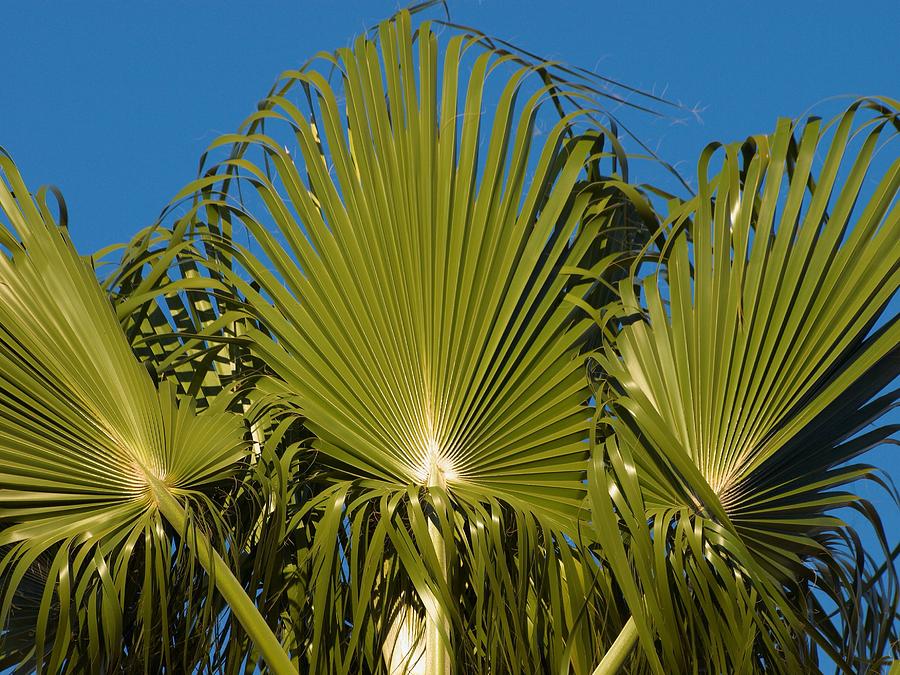 Fan Palm Photograph by Steve Ondrus