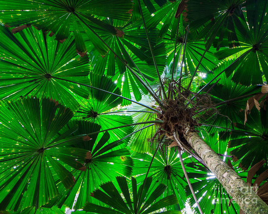 Nature Photograph - Fan Palm Tree of the Rainforest by Silken Photography