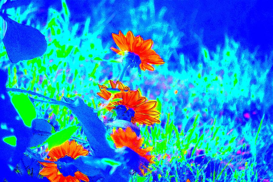 Abstract Photograph - Fanciful Sunflower Abstract by Karen Majkrzak