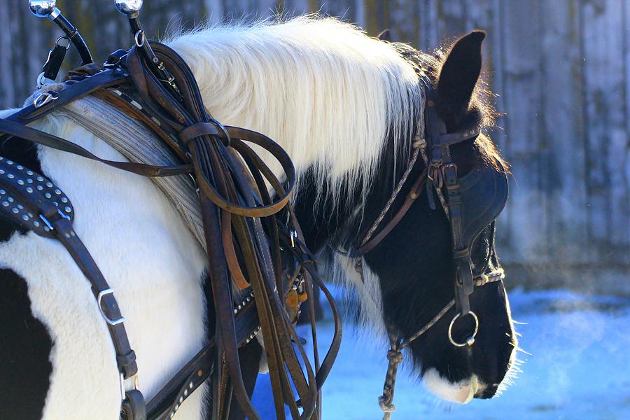 Fancy After Feeding Photograph by Sue Poulsen | Fine Art America