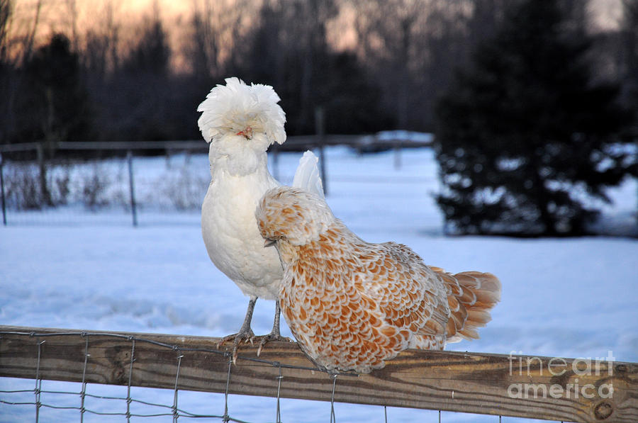 Fancy Chickens Photograph by NightVisions