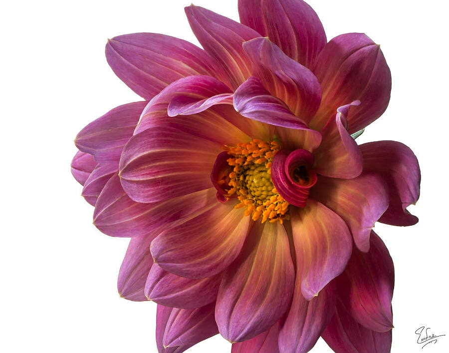 Fancy Dahlia Closeup Photograph by Endre Balogh