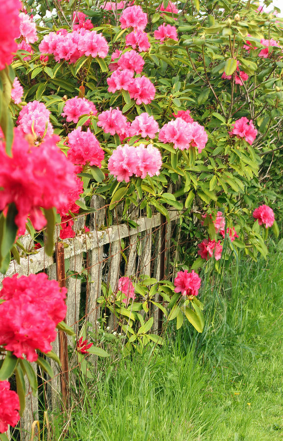 Red Photograph - Fancy Fence by E Faithe Lester