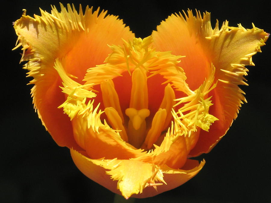 Fancy Frills Tulip Photograph by Alfred Ng
