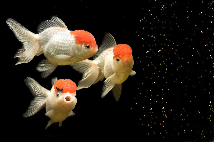 Fancy Goldfish Photograph by Jean-Michel Labat