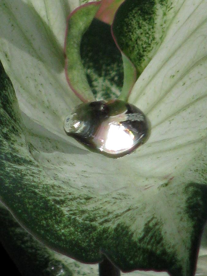 Fancy Leaf Caladium - Diamond In The Rough 01 Photograph by Pamela Critchlow
