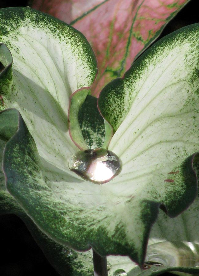 Fancy Leaf Caladium - Diamond In The Rough 02 Photograph by Pamela Critchlow