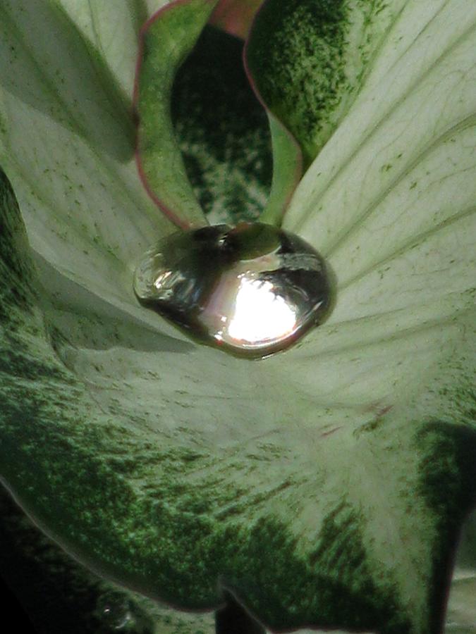 Fancy Leaf Caladium - Diamond In The Rough 03 Photograph by Pamela Critchlow