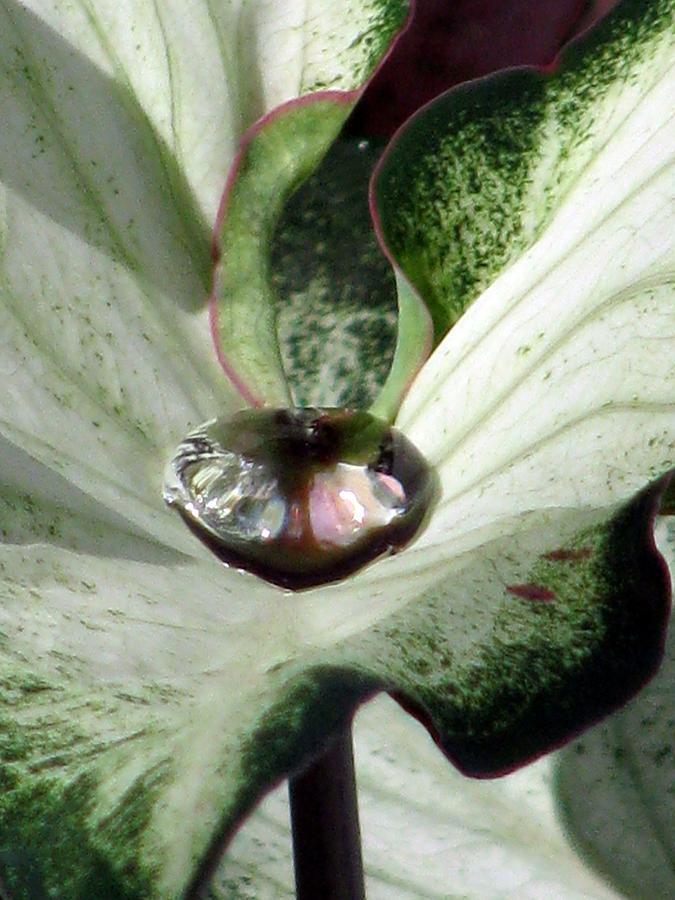 Fancy Leaf Caladium - Diamond In The Rough 05 Photograph by Pamela Critchlow