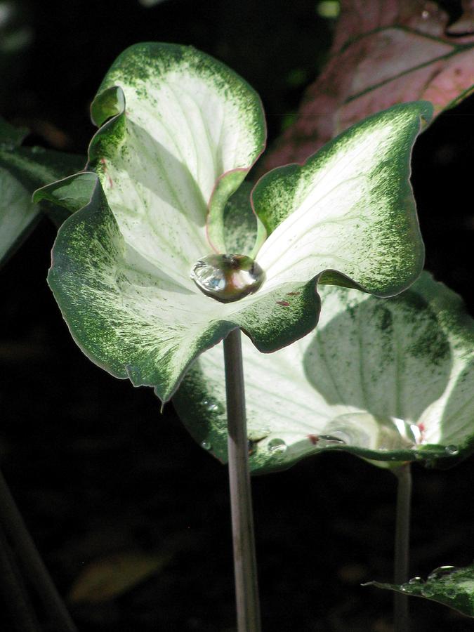 Fancy Leaf Caladium - Diamond In The Rough 06 Photograph by Pamela Critchlow