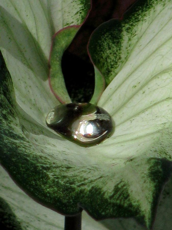 Fancy Leaf Caladium - Diamond In The Rough 08 Photograph by Pamela Critchlow