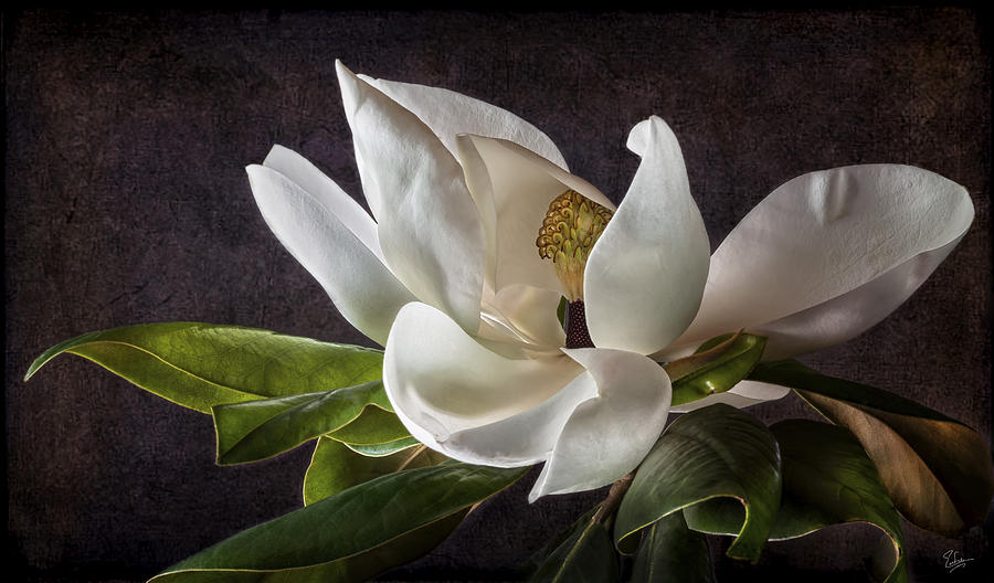 Fancy Magnolia Photograph by Endre Balogh
