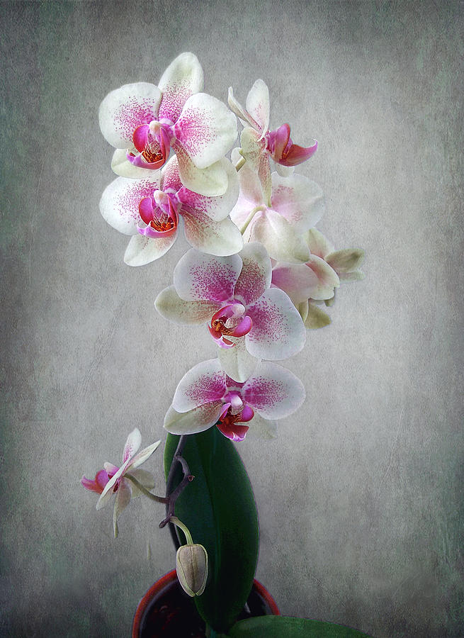 Fancy Orchids Photograph by Louise Kumpf