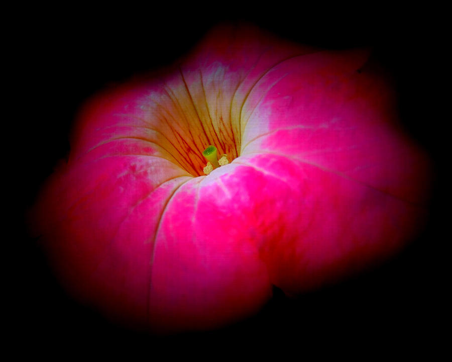 Flower Photograph - Fancy Petunia by Chanda Yoder
