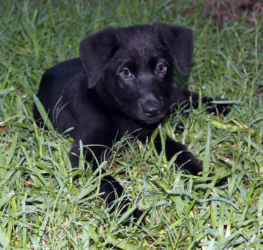 Fancy Puppy Photograph by Steve Black | Fine Art America