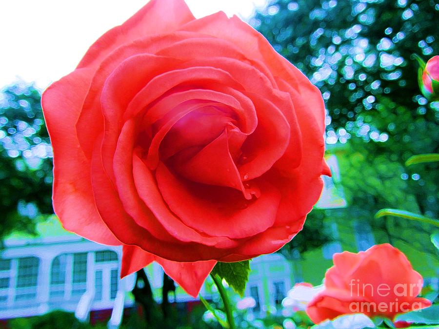 Fancy Red Rose - Floral Photograph by Susan Carella
