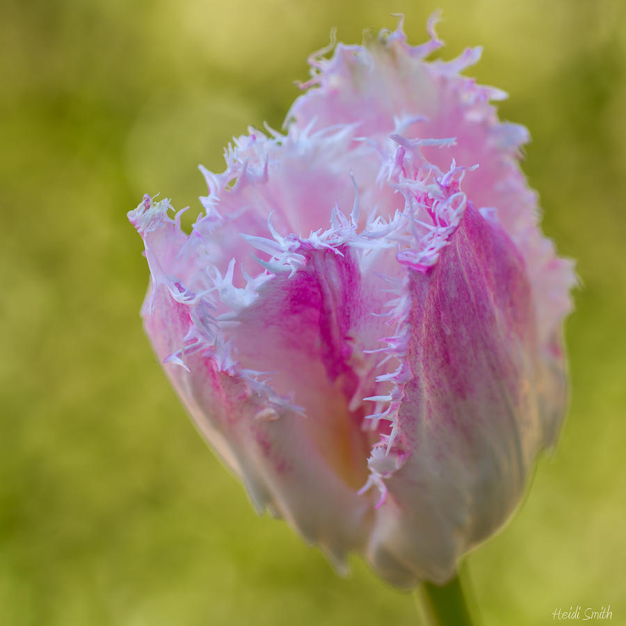 Fancy Tulip Photograph by Heidi Smith