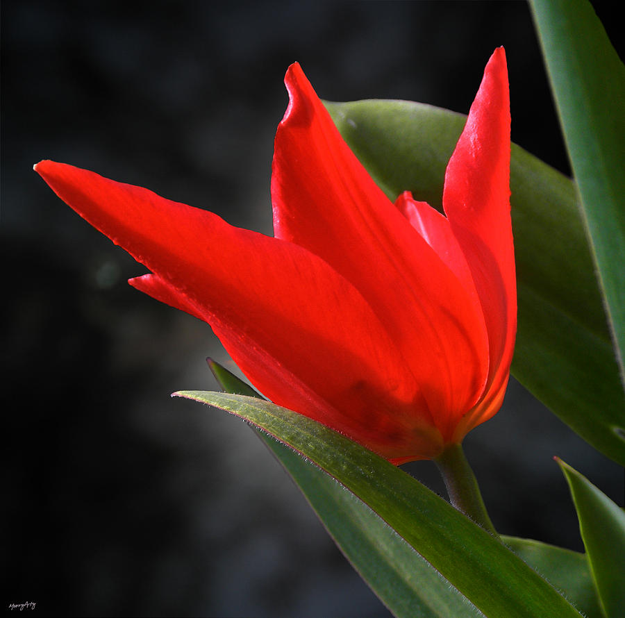 Spring Photograph - Fancy Tulip by Russ Murry