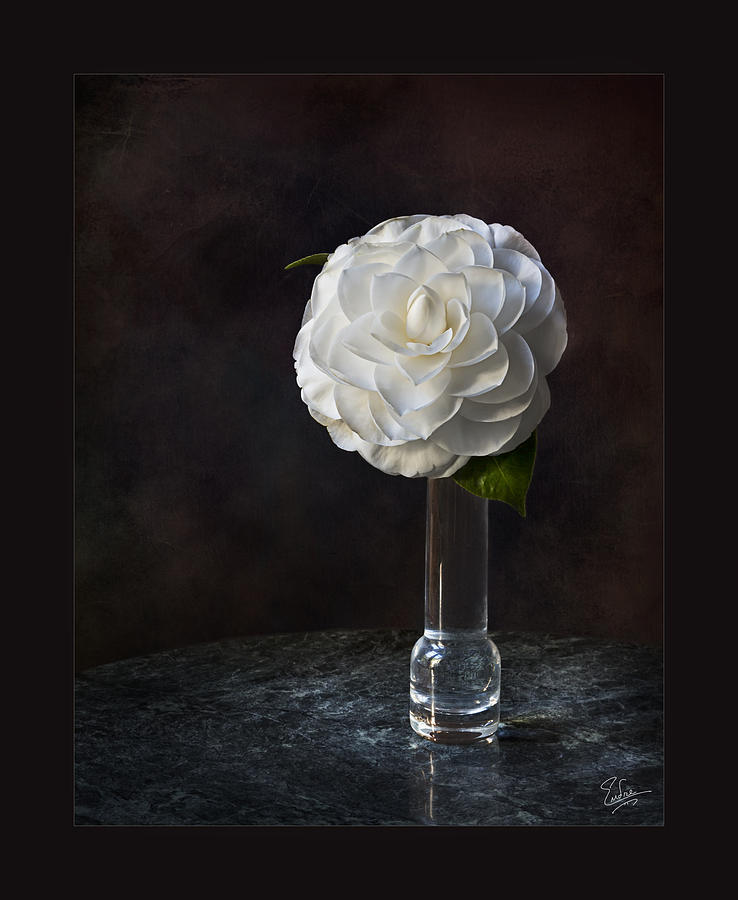 Fancy White Camellia In Vase Photograph by Endre Balogh