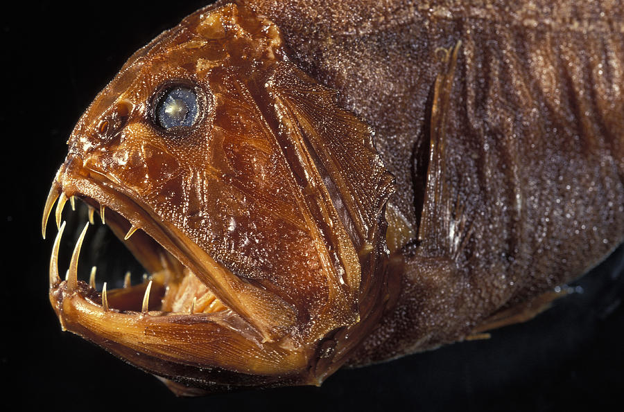 Fangtooth Fish Photograph by Greg Ochocki