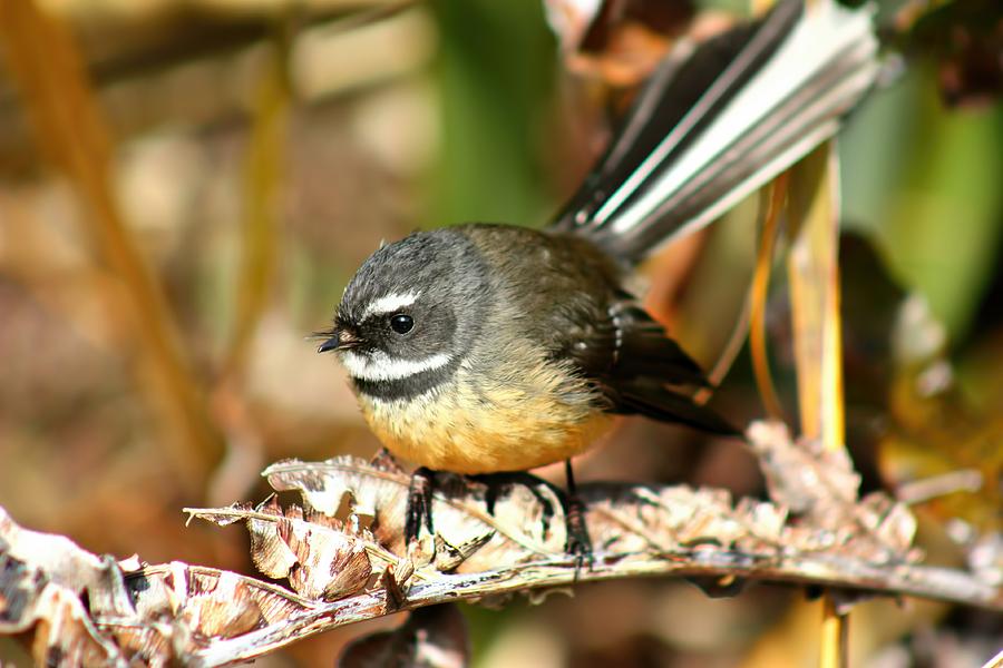 Fantail Photograph by Amanda Stadther