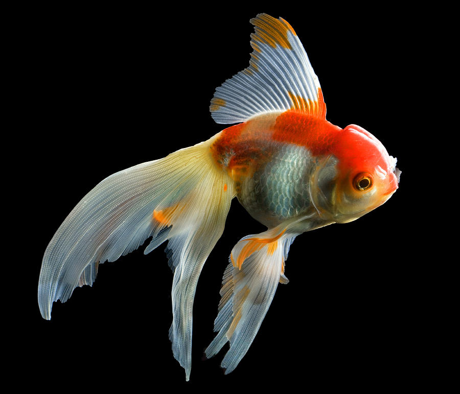Fantail Goldfish Photograph By Wernher Krutein